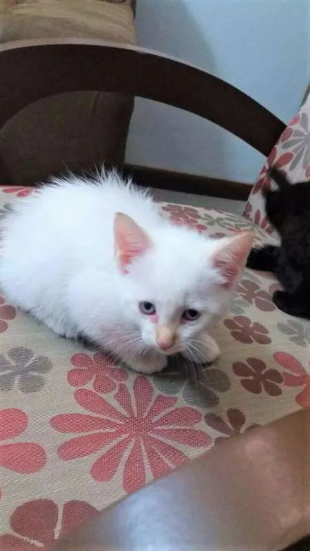 Gato ra a N/C idade 2 a 6 meses nome Urso, Xaxa e Minduin