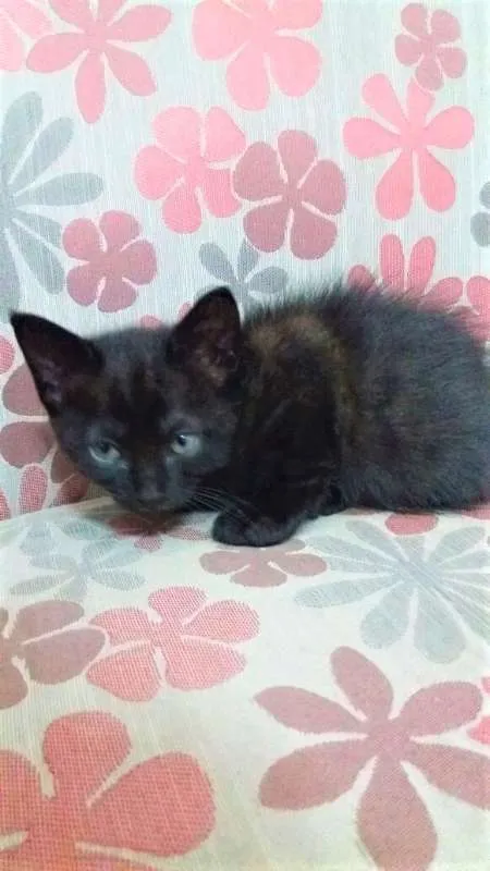 Gato ra a N/C idade 2 a 6 meses nome Urso, Xaxa e Minduin