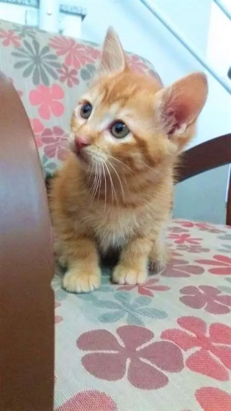 Gato ra a N/C idade 2 a 6 meses nome Urso, Xaxa e Minduin
