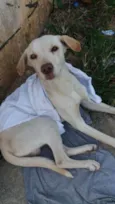 Abandonado