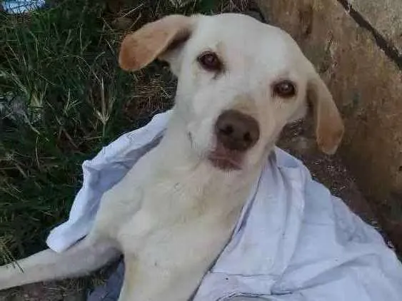 Cachorro ra a Mestiço de labrador idade 1 ano nome Abandonado