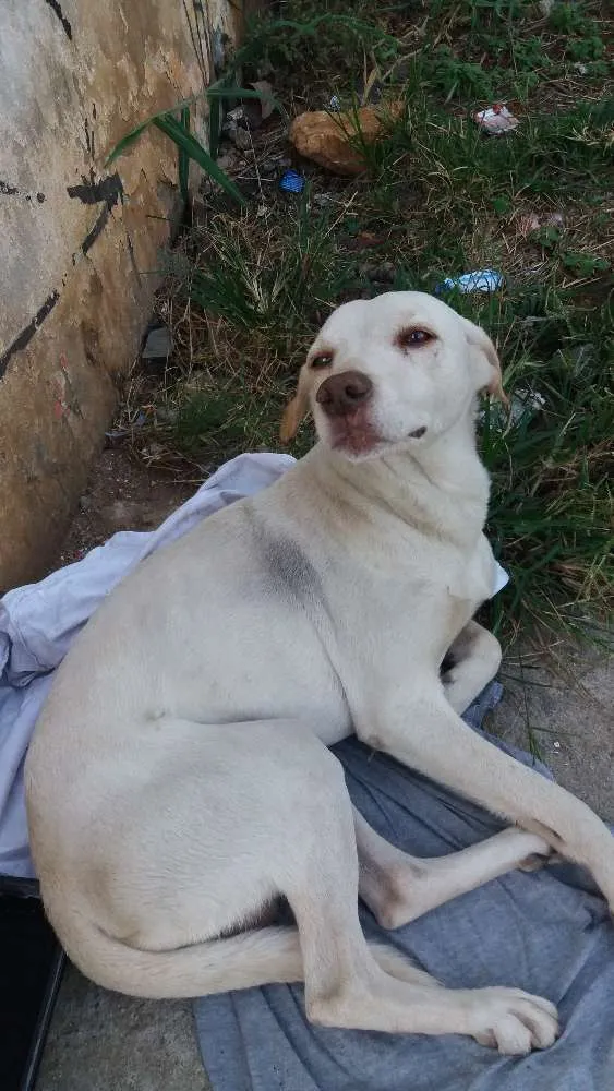 Cachorro ra a Mestiço de labrador idade 1 ano nome Abandonado