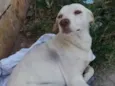Abandonado