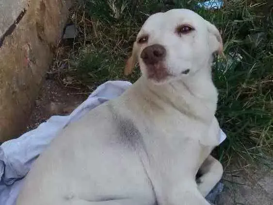 Cachorro ra a Mestiço de labrador idade 1 ano nome Abandonado