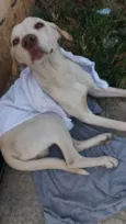 Abandonado