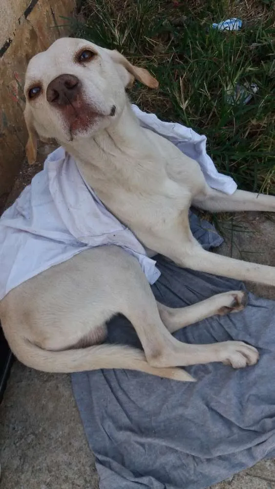 Cachorro ra a Mestiço de labrador idade 1 ano nome Abandonado