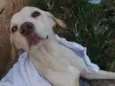 Abandonado