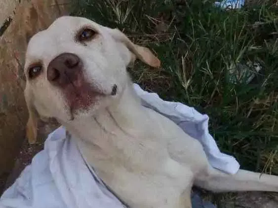 Cachorro ra a Mestiço de labrador idade 1 ano nome Abandonado