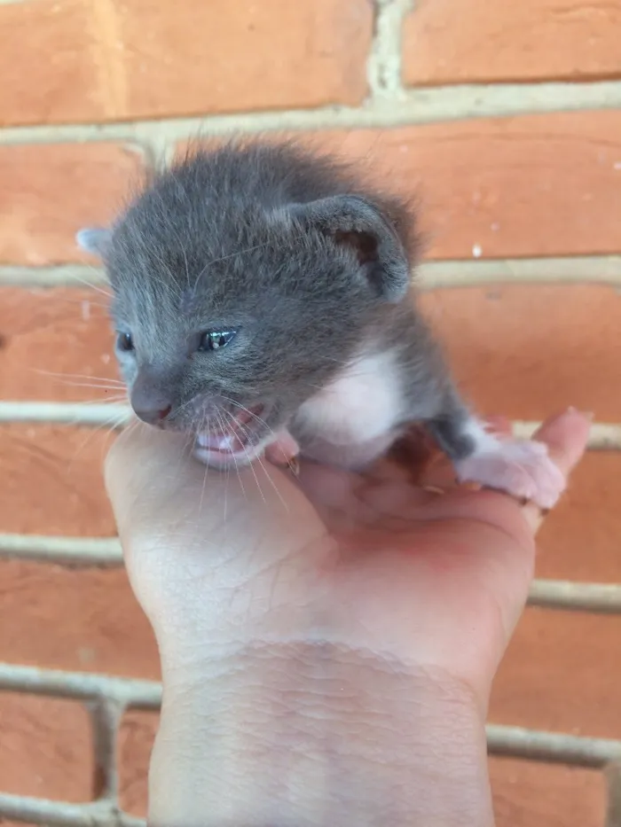 Gato ra a Vira lata  idade Abaixo de 2 meses nome Sem nome