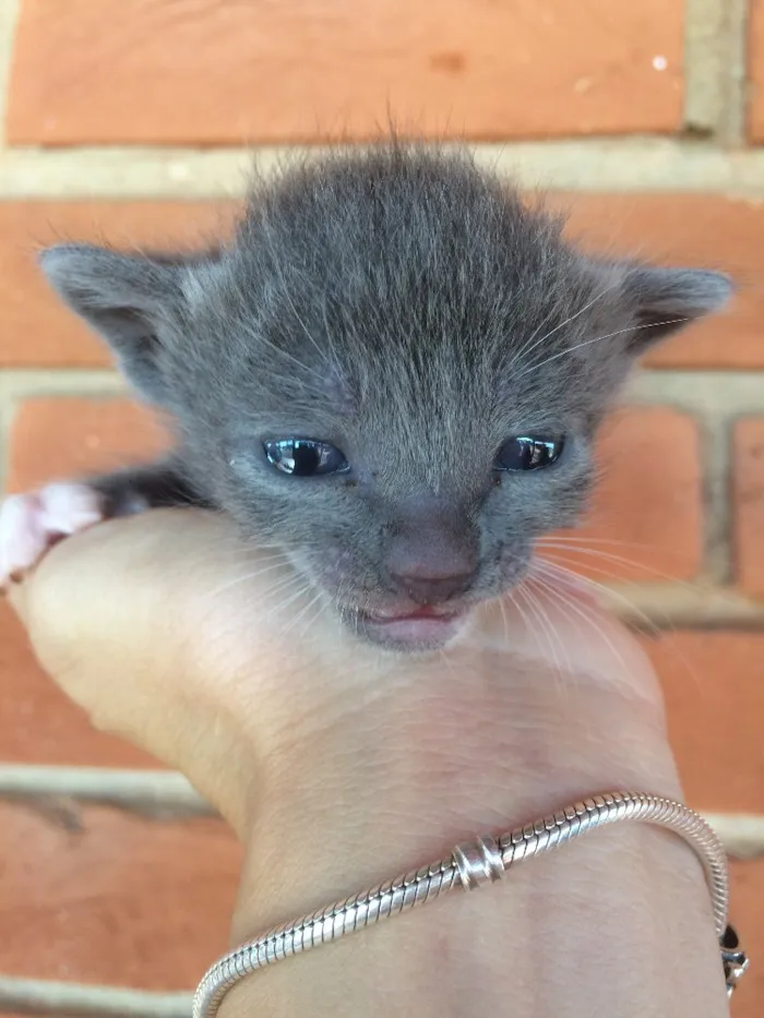 Gato ra a Vira lata  idade Abaixo de 2 meses nome Sem nome
