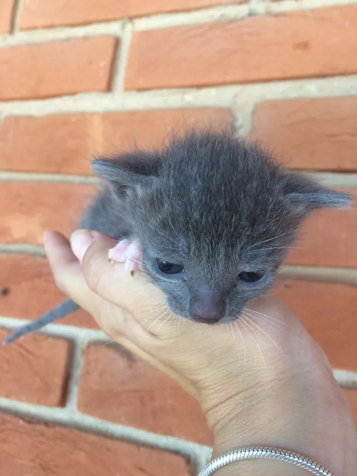 Gato ra a Vira lata  idade Abaixo de 2 meses nome Sem nome