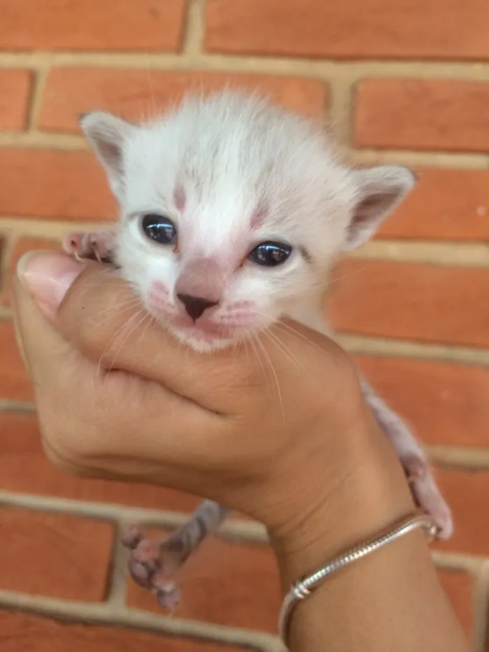 Gato ra a Vira lata  idade Abaixo de 2 meses nome Sem nome