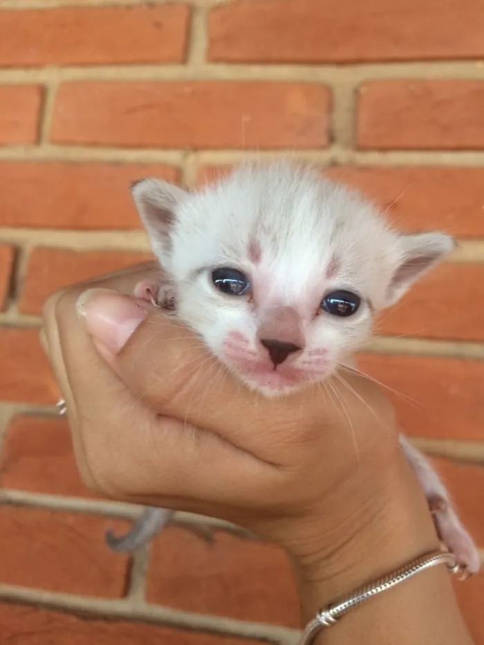 Gato ra a Vira lata  idade Abaixo de 2 meses nome Sem nome