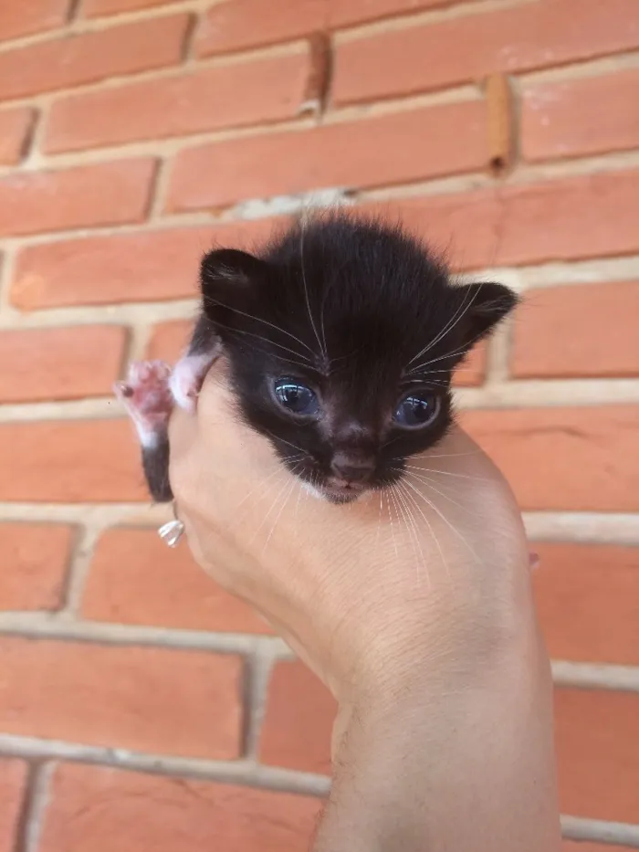 Gato ra a Vira lata  idade Abaixo de 2 meses nome Sem nome