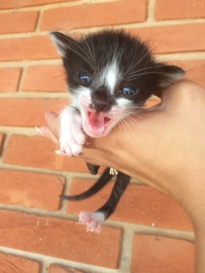 Gato ra a Vira lata  idade Abaixo de 2 meses nome Sem nome