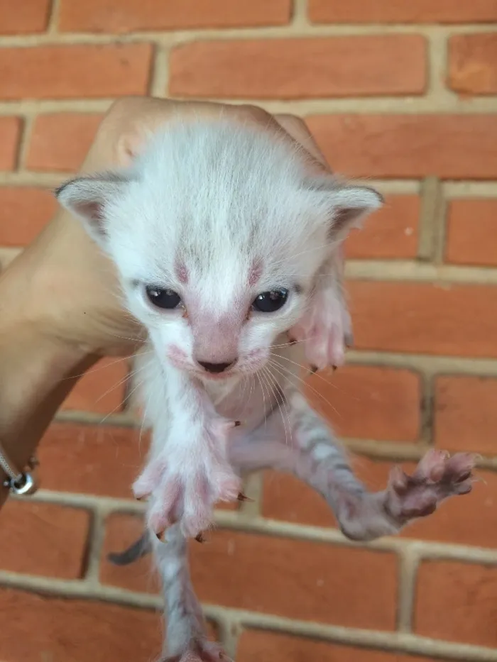 Gato ra a Vira lata  idade Abaixo de 2 meses nome Sem nome