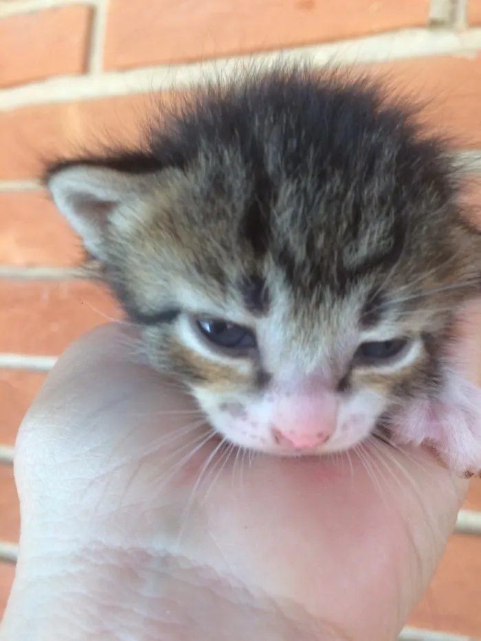 Gato ra a Vira lata  idade Abaixo de 2 meses nome Sem nome