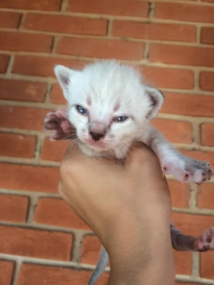Gato ra a Vira lata  idade Abaixo de 2 meses nome Sem nome