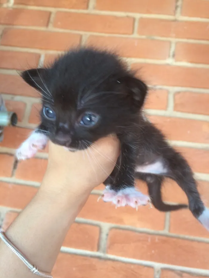 Gato ra a Vira lata  idade Abaixo de 2 meses nome Sem nome