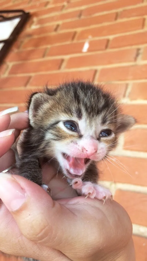 Gato ra a Vira lata  idade Abaixo de 2 meses nome Sem nome