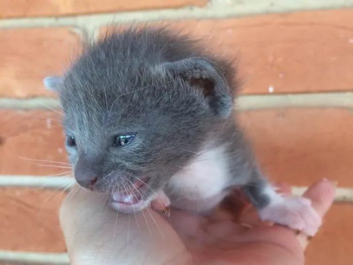 Gato ra a Vira lata  idade Abaixo de 2 meses nome Sem nome