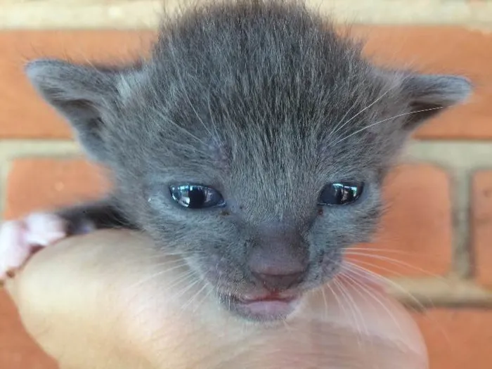 Gato ra a Vira lata  idade Abaixo de 2 meses nome Sem nome