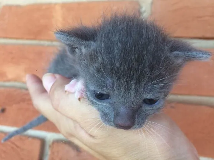 Gato ra a Vira lata  idade Abaixo de 2 meses nome Sem nome
