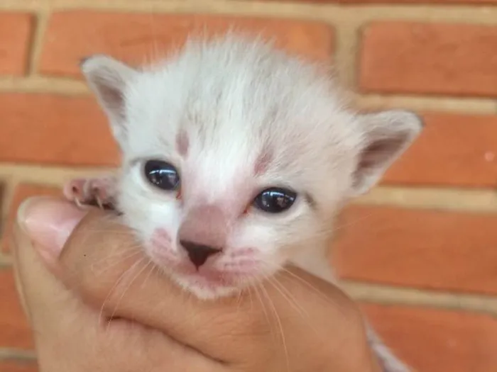Gato ra a Vira lata  idade Abaixo de 2 meses nome Sem nome