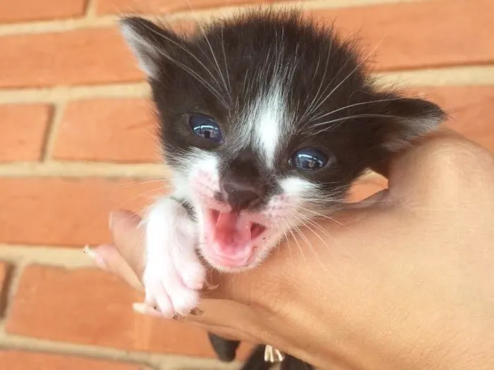 Gato ra a Vira lata  idade Abaixo de 2 meses nome Sem nome