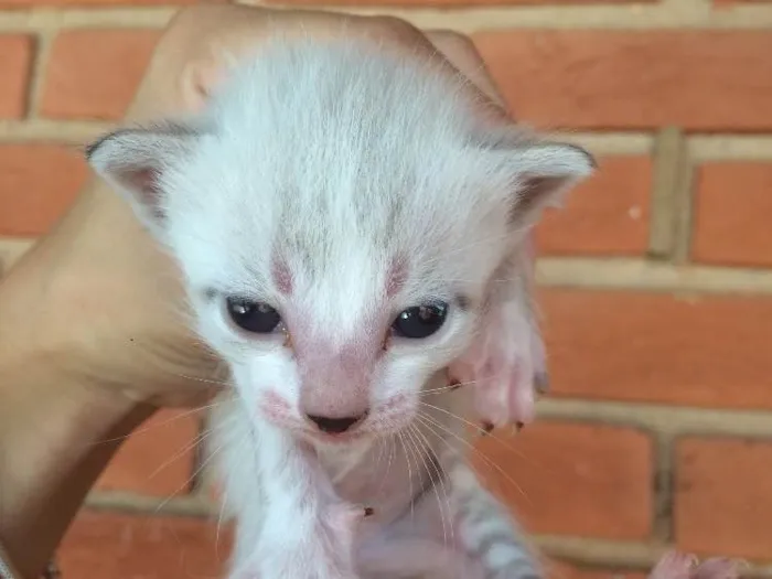 Gato ra a Vira lata  idade Abaixo de 2 meses nome Sem nome