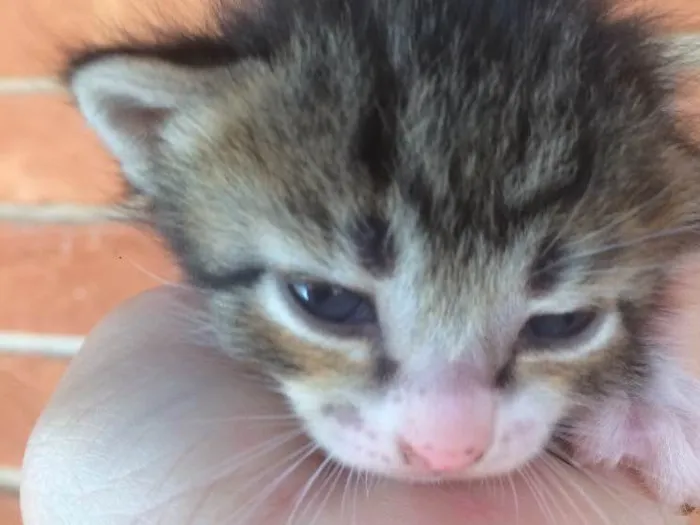 Gato ra a Vira lata  idade Abaixo de 2 meses nome Sem nome