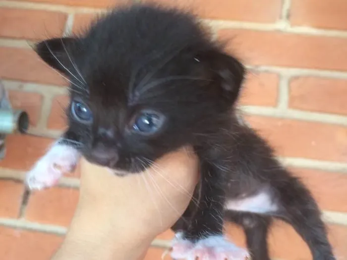 Gato ra a Vira lata  idade Abaixo de 2 meses nome Sem nome