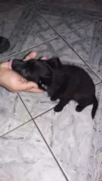 gracinha