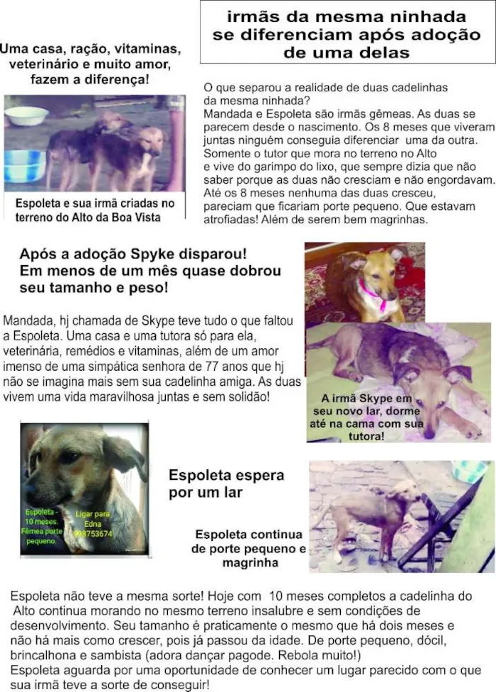 Cachorro ra a Srd idade 7 a 11 meses nome Espoleta