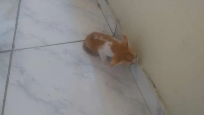 Gato ra a Angora idade Abaixo de 2 meses nome Mel