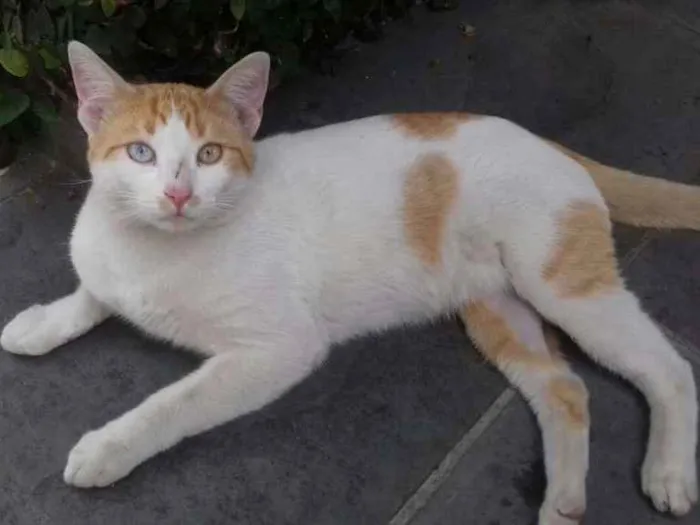 Gato ra a  idade 7 a 11 meses nome Cromos