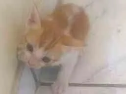 Gato ra a Angora idade Abaixo de 2 meses nome Mel