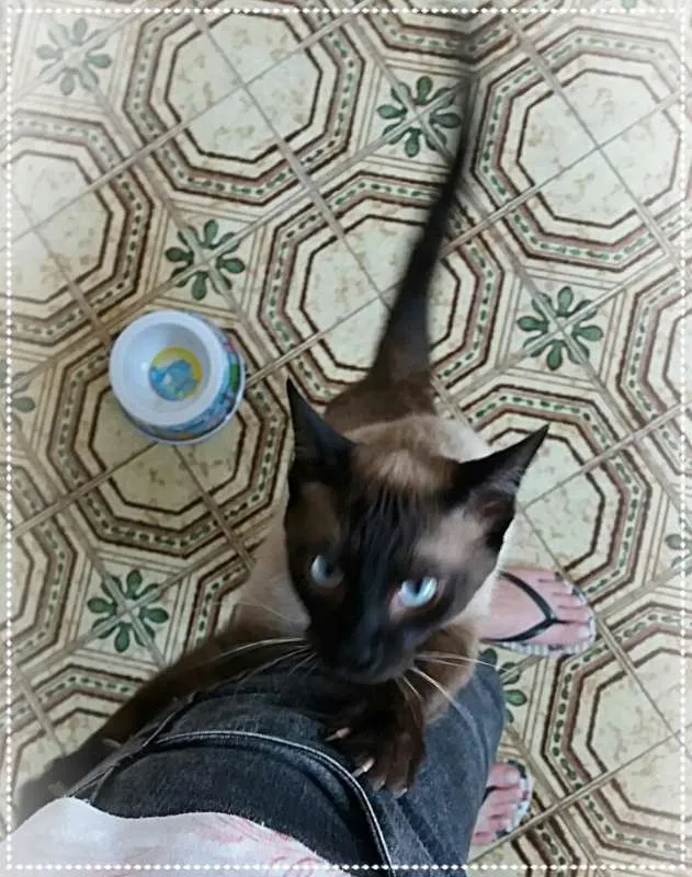 Gato ra a srd idade 1 ano nome Rose, Sonic e Prince