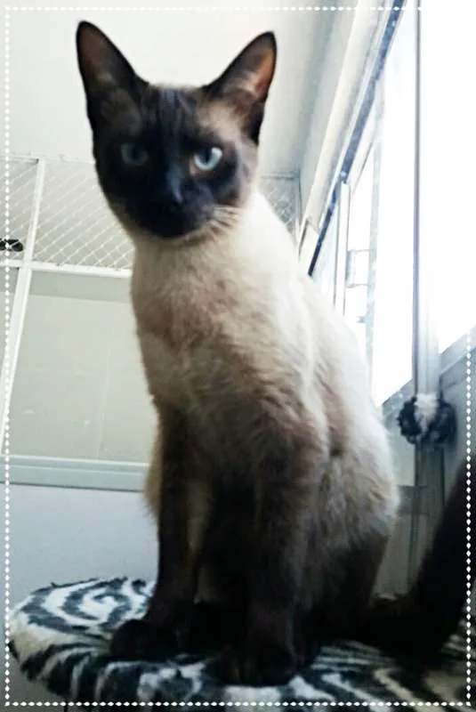 Gato ra a srd idade 1 ano nome Rose, Sonic e Prince