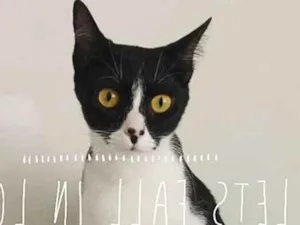 Gato raça srd idade 1 ano nome Rose, Sonic e Prince