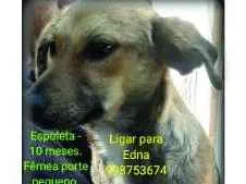 Cachorro ra a Srd idade 7 a 11 meses nome Espoleta