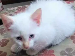 Gato raça N/C idade 2 a 6 meses nome Urso, Xaxa e Minduin