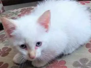 Gato ra a N/C idade 2 a 6 meses nome Urso, Xaxa e Minduin