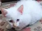 Gato raça N/C idade 2 a 6 meses nome Urso, Xaxa e Minduin