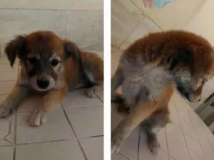 Cachorro raça Vira lata idade Abaixo de 2 meses nome Sem nome