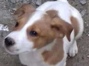 Cachorro raça Mestiça idade 2 a 6 meses nome Sem nome