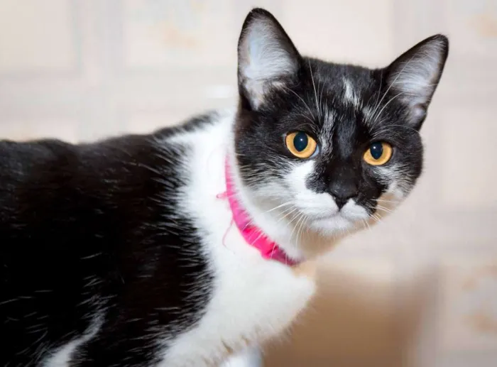 Gato ra a  idade 7 a 11 meses nome Joaninha