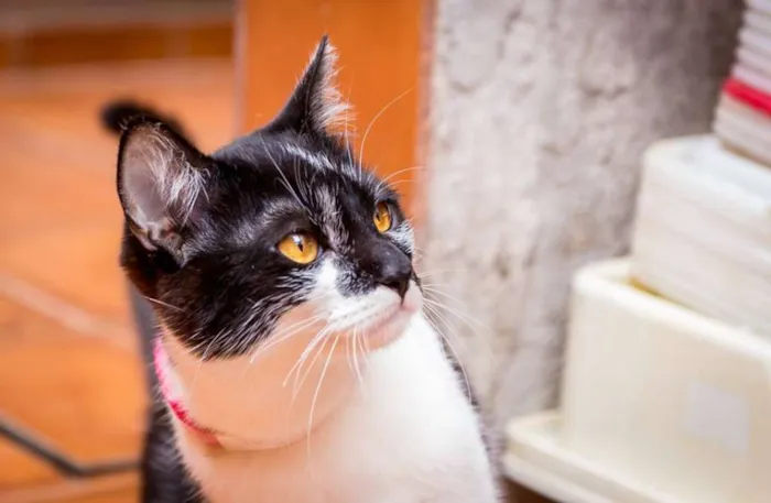 Gato ra a  idade 7 a 11 meses nome Joaninha
