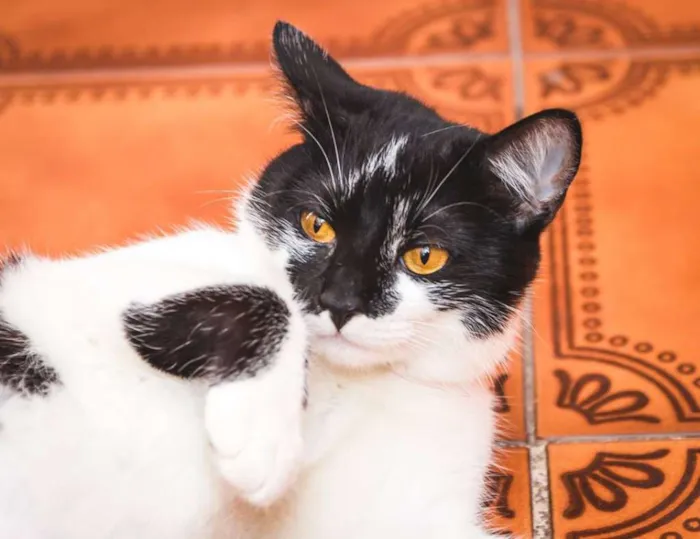 Gato ra a  idade 7 a 11 meses nome Joaninha
