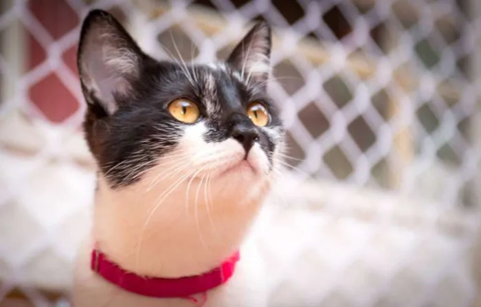 Gato ra a  idade 7 a 11 meses nome Joaninha